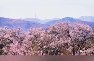 Flowers Bloom Amidst the ‘Epidemic’! Qingyan Temple Reaches Its Most Beautiful Time!