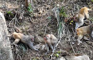 Xianju, Zhejiang: Wild Macaque Groups Found in Mountain Villages; Villagers Provide Heartfelt Care