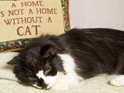 Cat Neck and Head Elevation Impaired, Hypokalemia and Hypertension: Consider Addison's Disease