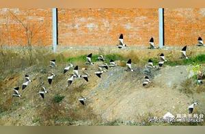 Grey-Headed Finches Reappear in Shangzhou