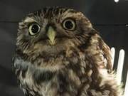 British Owls Unable to Fly After Overeating During Winter, Rescue Team Initiates Weight Loss Operation