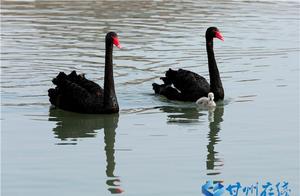 Ganzhou: Little Swans Welcome the Spring