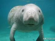 How Do Marine Animals Sleep? Are They Eaten in Their Dreams?