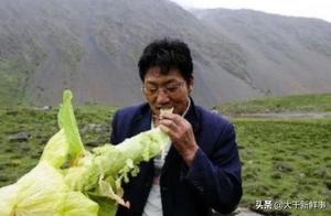 Why Shouldn't You Randomly Pick 'Large Cabbage' When Traveling on the Sichuan-Tibet Highway? You'll Understand After Reading This