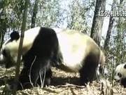 Shaanxi Taibai: Infrared Cameras Capture Wild Panda Mother and Cub