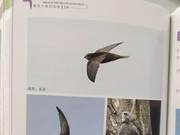 Swallows of the Yellow River Delta