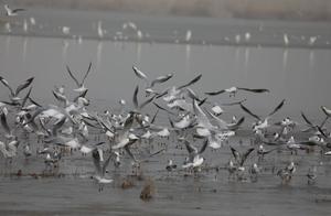 China's Largest Inland Freshwater Lake Houses 198 Bird Species, with Thousands of Individuals, Protecting Wild Birds Safeguards Green Water and Green Mountains