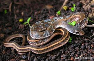 Why Some Snakes Are Poisonous and Others Are Not? How Did This Evolution Develop?