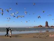 Penglai, Shandong: Seagull Interaction, Enjoying Spring