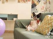 Fat Dog's Flatulence "Dong 4 Times" - Snacks Precisely Enter