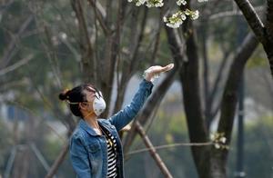 Lingxi Hubei · Hua Kai Si JiNo. 2: Wuhan Hanhu Northwest Lake Cherry Blossoms Bloom to Welcome Spring
