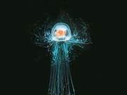 This organism can revert to childhood, achieve immortality, provided it abandons reproduction