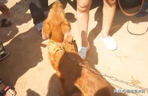Finally Awaited This Day: Shenzhen Legislation, Cats and Dogs to 'Come Down' from the Table