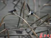 Flying Swallows' Murmurs | Photo Album