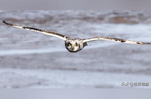 Short-eared Owls Take Flight in Hat Mountain, Yanji City – A Rare Sight