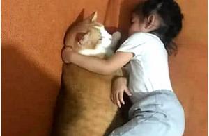 Raising a Calico Cat as a Companion for My Daughter - Six Months Later, the Calico Cat is Already Far Ahead!