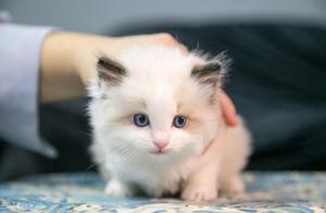 In 3 Minutes, Take You Through a Cat's Life