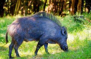 The Coronavirus Was Likely Transmitted from Wild Animals, But Not All of Them Should Be Blamed
