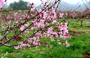 Wanan Township, Pudong County: Peach Blossoms in Full Bloom – The Perfect Time to Enjoy the Scenery