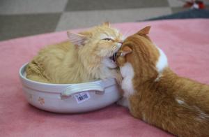 Cats Teach You: What Your Girlfriend Should Do When She's Angry