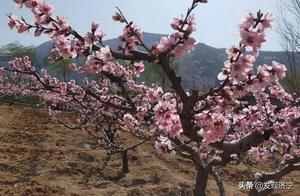 Seeking Beauty in Zucheng | Fireworks in March: Climbing Mount Yi, Admiring the Flower Sea Among Strange Stones