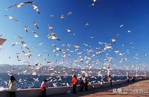 Winter in Kunming - Cuihu Park, a Sky Full of Flying Red-Billed Gulls, Come See You