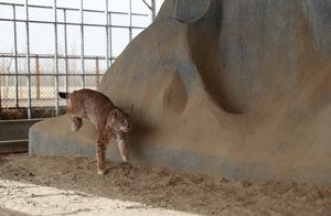 Aqixi, Gansu: Rescuing Wild Animals