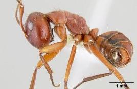 The Most Amazing Ant in the World: An Ant That Explodes When Threatened
