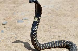 Poisonous Snakes - Adder