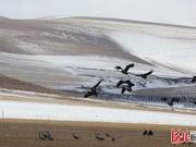 Fenyin, Hebei: A Vibrant Gathering of Migratory Birds