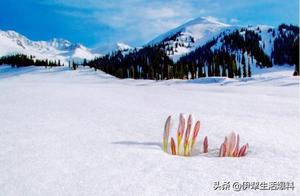 Ice Lilies Blooming, an Invitation from the Mysterious Place to Spring