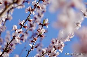 Beijing Enters Cherry Blossom Season: Flower Viewing Guide and Precautions