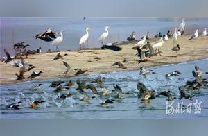Shijiazhuang, Hebei: Migratory Birds Nesting in Hutuo River Scenic Area