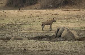 Trapped in a Mud Pit, the African Elephant Could Not Be Saved; Hyenas Methodically Ate Baby Elephants