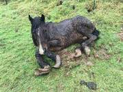 French Millionaire Dies, 100 Purebred Animals Abandoned, Former Pleasure Garden Becomes Animal Graveyard
