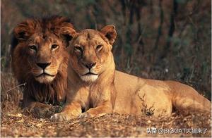 261 Asian Lions Die in Two Years! Experts Say: Either Total Number Exceeds 1,000 or Pandemic Will Break Out