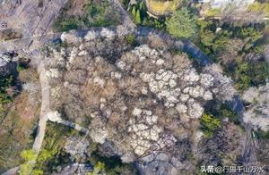 Yu Lan (Jacaranda) Blossoms Open in Jinan’s Spring City Park, Kicking Off the Most Beautiful Viewing Season