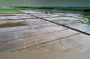 Xianju, Zhejiang: Rural Ecological Beauty – White Herons Accompanying Farmers' Work