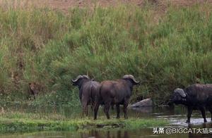 Several Lions Hidden in the Grass? Lions Lay in Wait for a Long Time, But Buffalo Choose the Battlefield Most Disliked by Lions