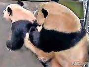 Dutch Zoo Releases Footage of Chinese Giant Pandas Mating, Attracting Numerous Visitors