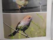 Brown-headed Thrush (from the Yellow River Delta)