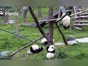 Heartbroken! 8-Month-Old Giant Panda Dies by Suffocation, Night Patrols Missed Anomaly