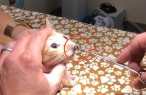 Small Kitten's Right Nostril Swollen, It Turns Out There's a Huge Parasite Hidden in Its Nose!