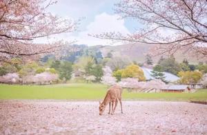 Cherry Blossom Viewing Spots in Chengdu’s Center Hide ‘Nara Deer’, Creating a Beautiful Scene with the Blossoms