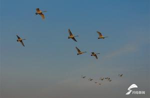 Photo Gallery: Flight Posture is Important! Weihai Rongcheng Great Swans Prepare for Relocation
