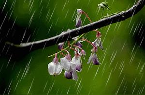 Rain in the Heart