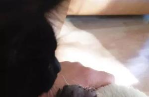 After the owner rescued this black cat from the wild dogs, it daily hugs and begs the owner for attention.
