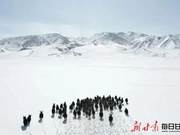 Rare! Wild Yak Herd Appears in Qilian Mountains