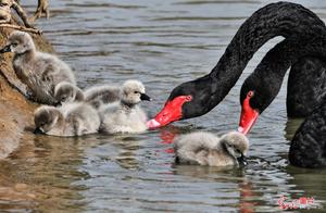 Tai'anzhuang, Shandong: 'Newbie' Black Swan Couple Welcomes New Arrival