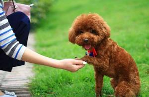 The Golden Training Period in a Teddy Dog’s Life – What Pet Owners Need to Grasp